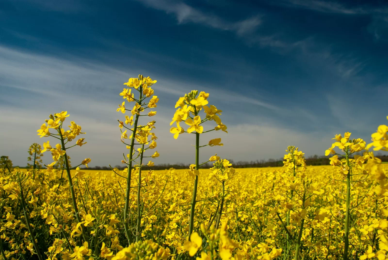 Why is Canola Oil Banned in Europe